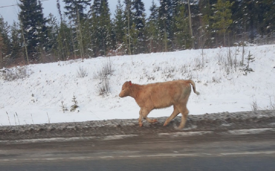 Cow on road in BC