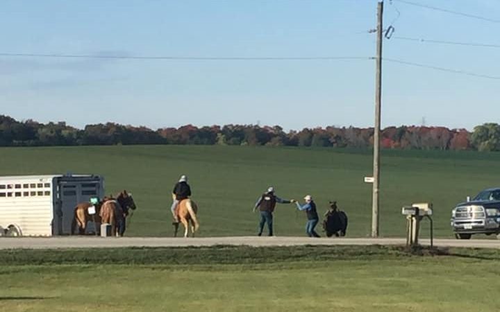 Image shows men searching for cows