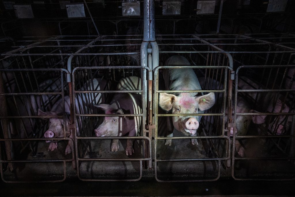 Sows look out from gestation crates at an industrial pig farm in Quebec, Canada. These sows live confined inside bare, concrete-floored enclosures. The crates are large enough only for the sows to sit, stand, and lie down, but they cannot walk or turn around.