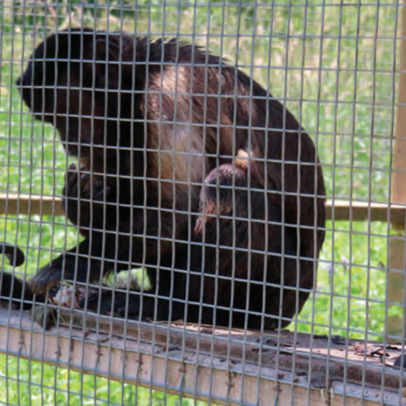 Solitary capuchin at zoo