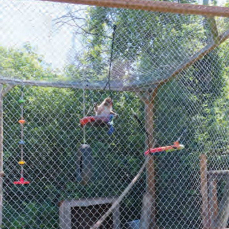 Solitary macaque at zoo