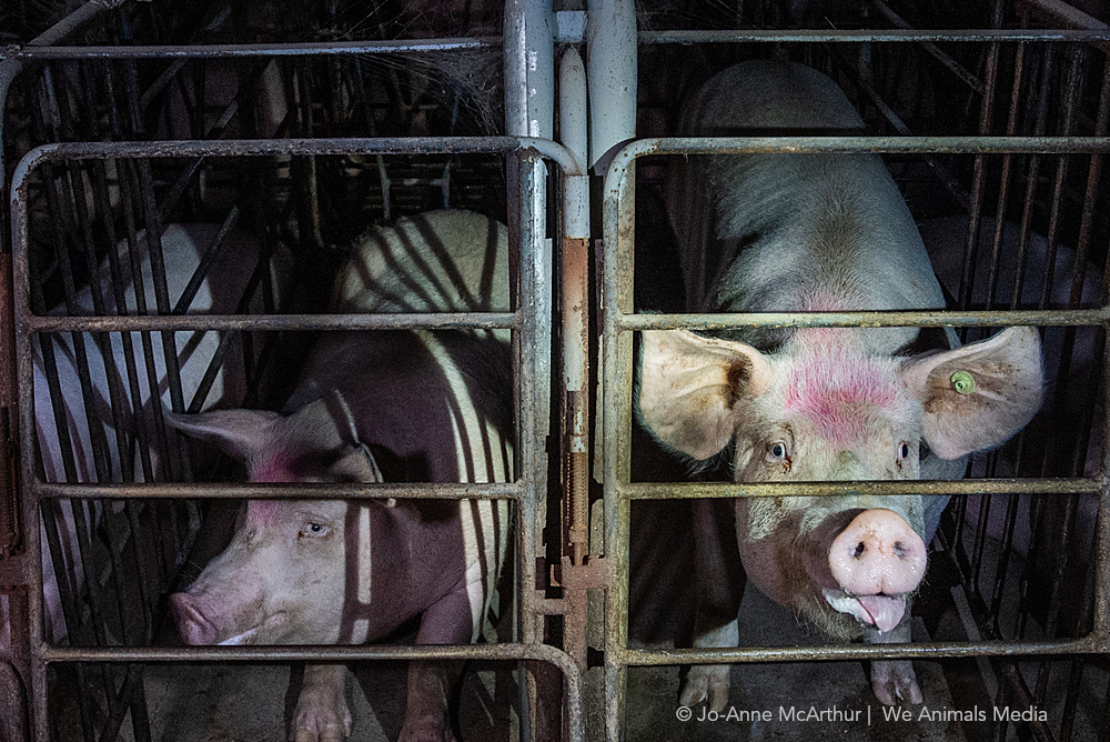 Image shows pigs in gestation crates