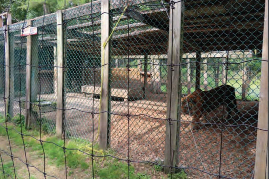 Tiger enclosure at roadside zoo in Ontario