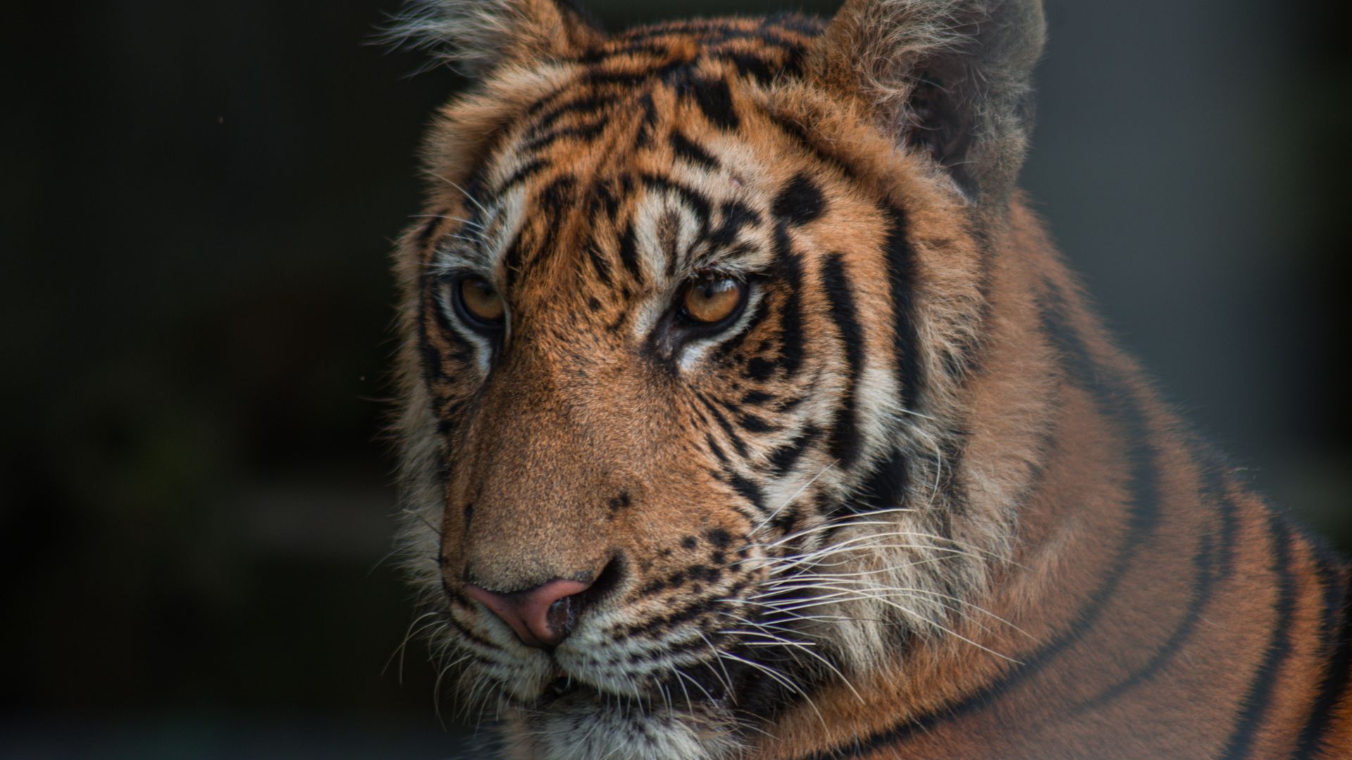 Image shows tiger at zoo