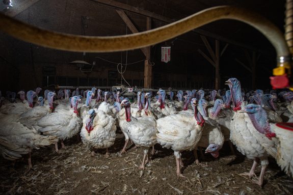 Canadian Thanksgiving is a Nightmare for Turkeys