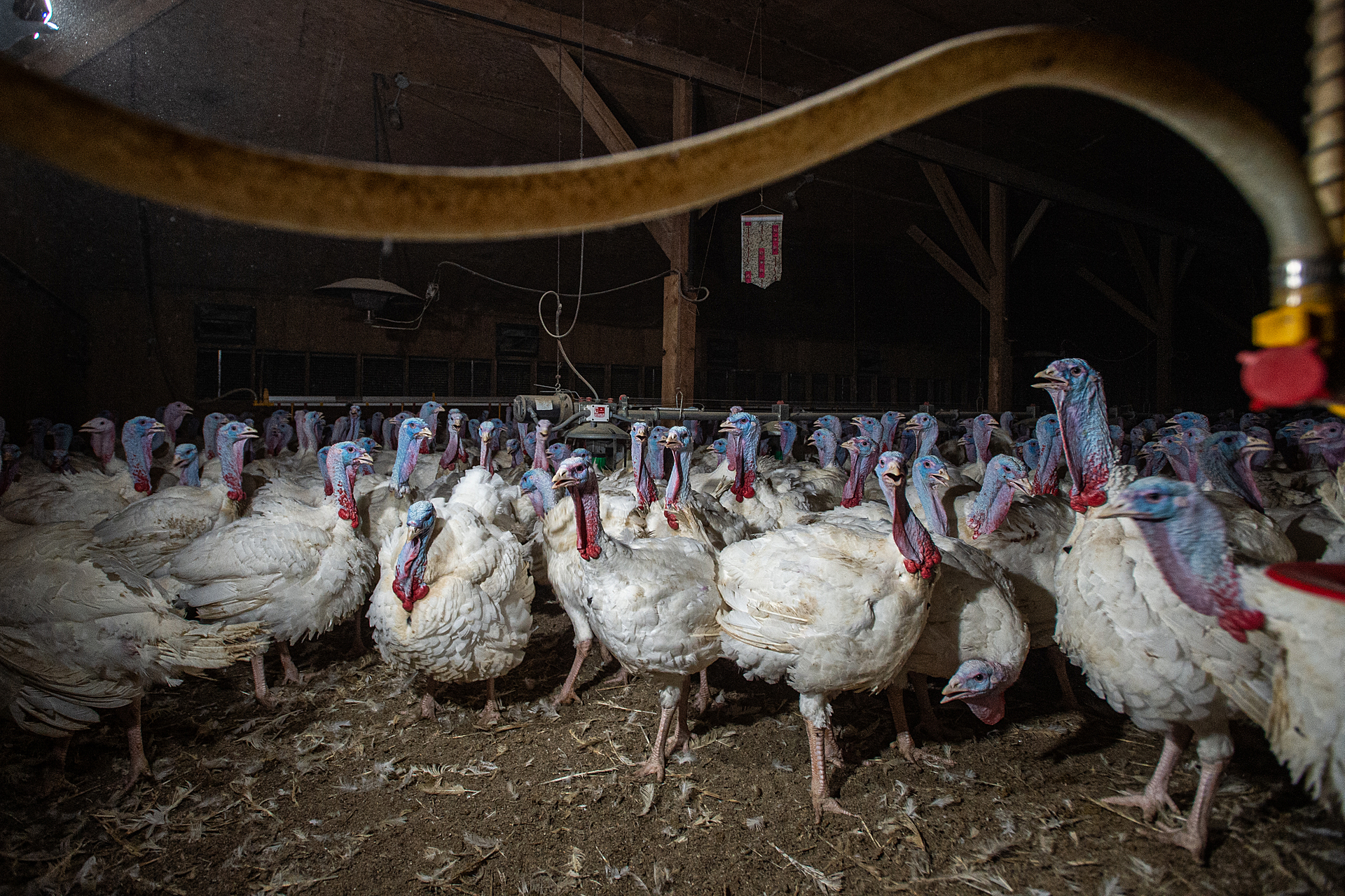 Thousands of turkeys inside a factory farm. The heat causes them to pant.
