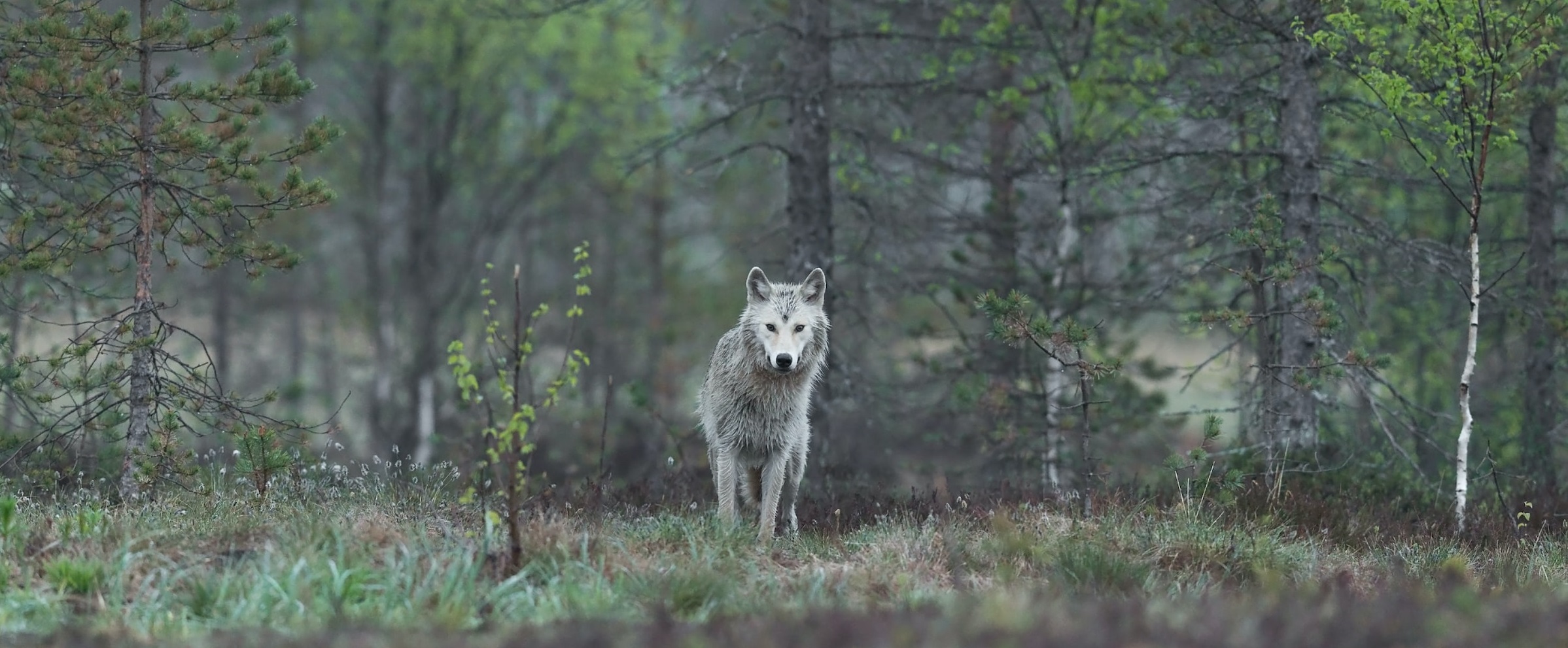 Image shows wolf in forest