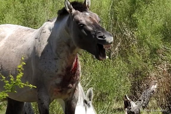 Stop Horse Blood Farm Cruelty