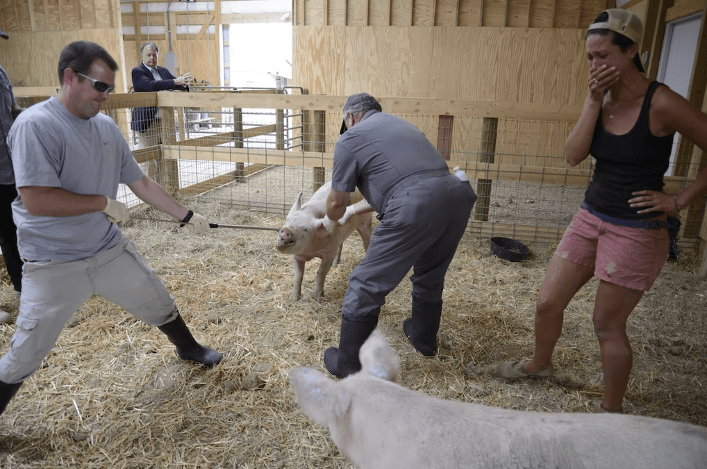 Image shows pig at sanctuary getting ear sliced.