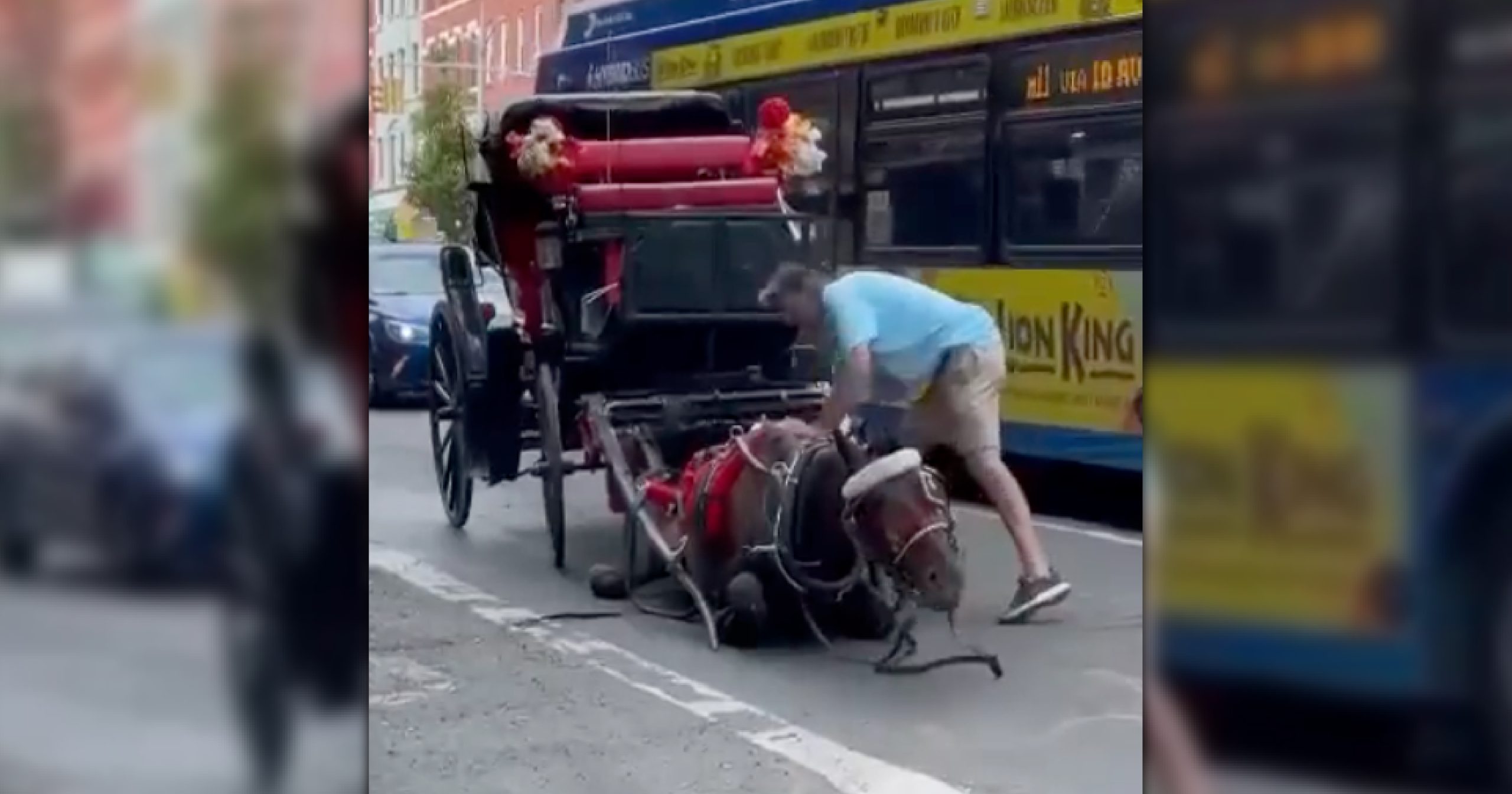 Image shows carriage horse collapsed in New York City