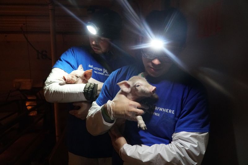 Image shows two pigs being rescued in Direct Action Everywhere open rescue