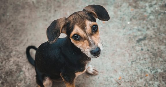 Animal Justice & Soi Dog Canada Challenge Government in Court Over Dog Rescue Ban