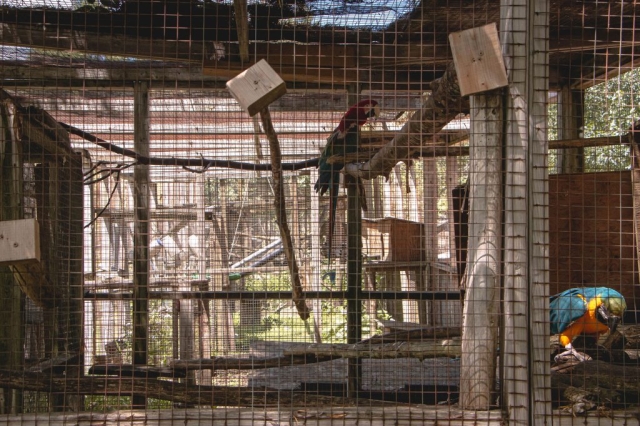 Image shows parrots in enclosure at Saunders Country Critters.