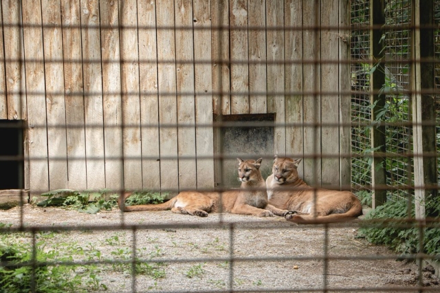 Image shows cougars in enclosure at Elmvale Jungle Zoo.