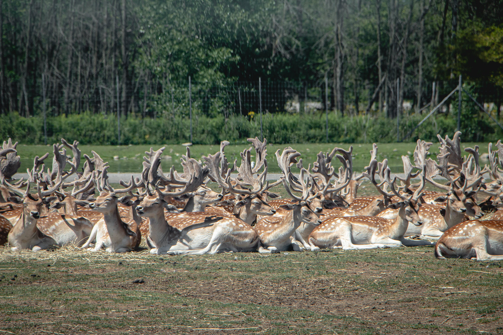 Image shows group of deer in the sun at African Lion Safari.