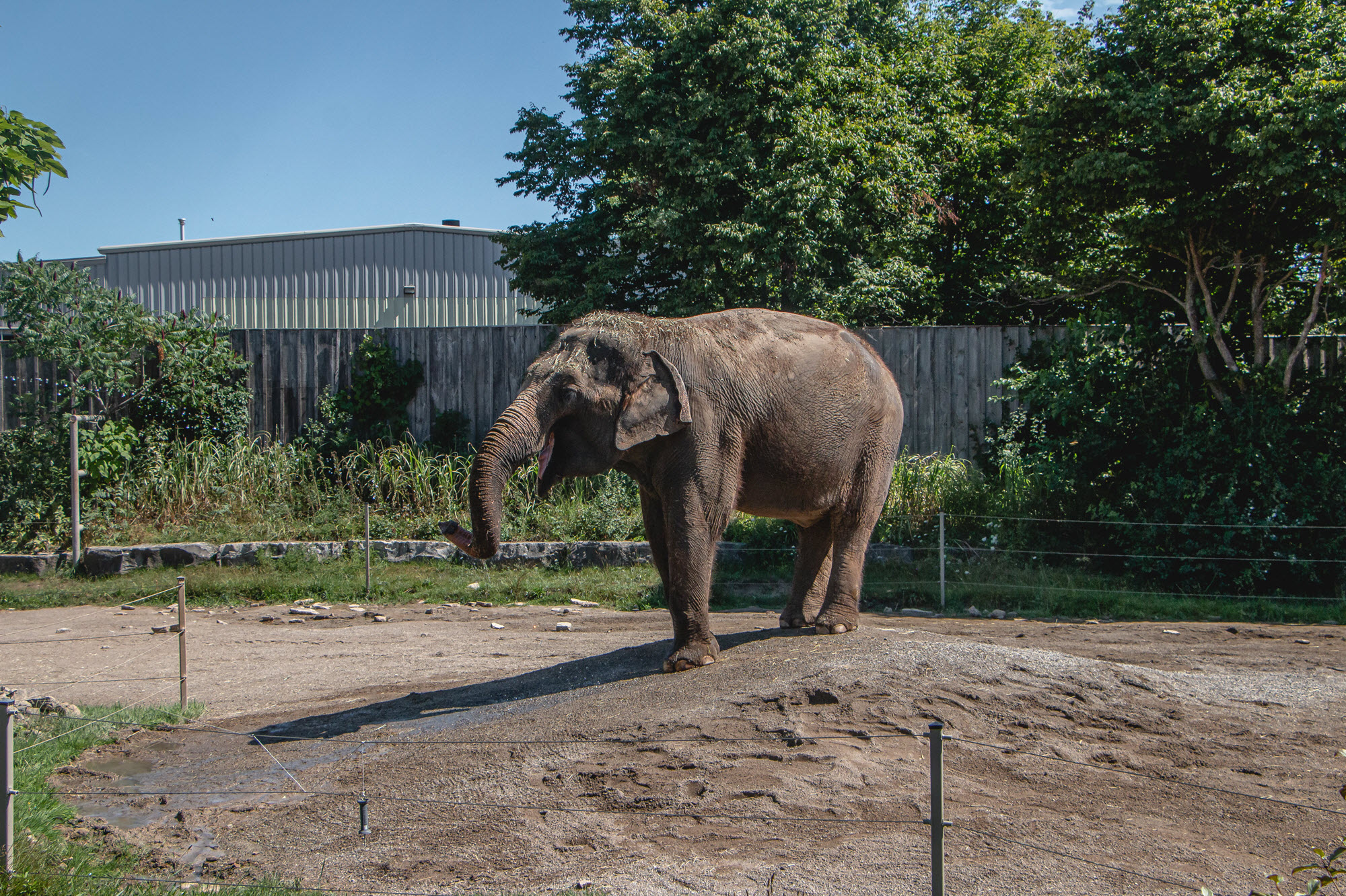 Image shows elephant at African Lion Safari.