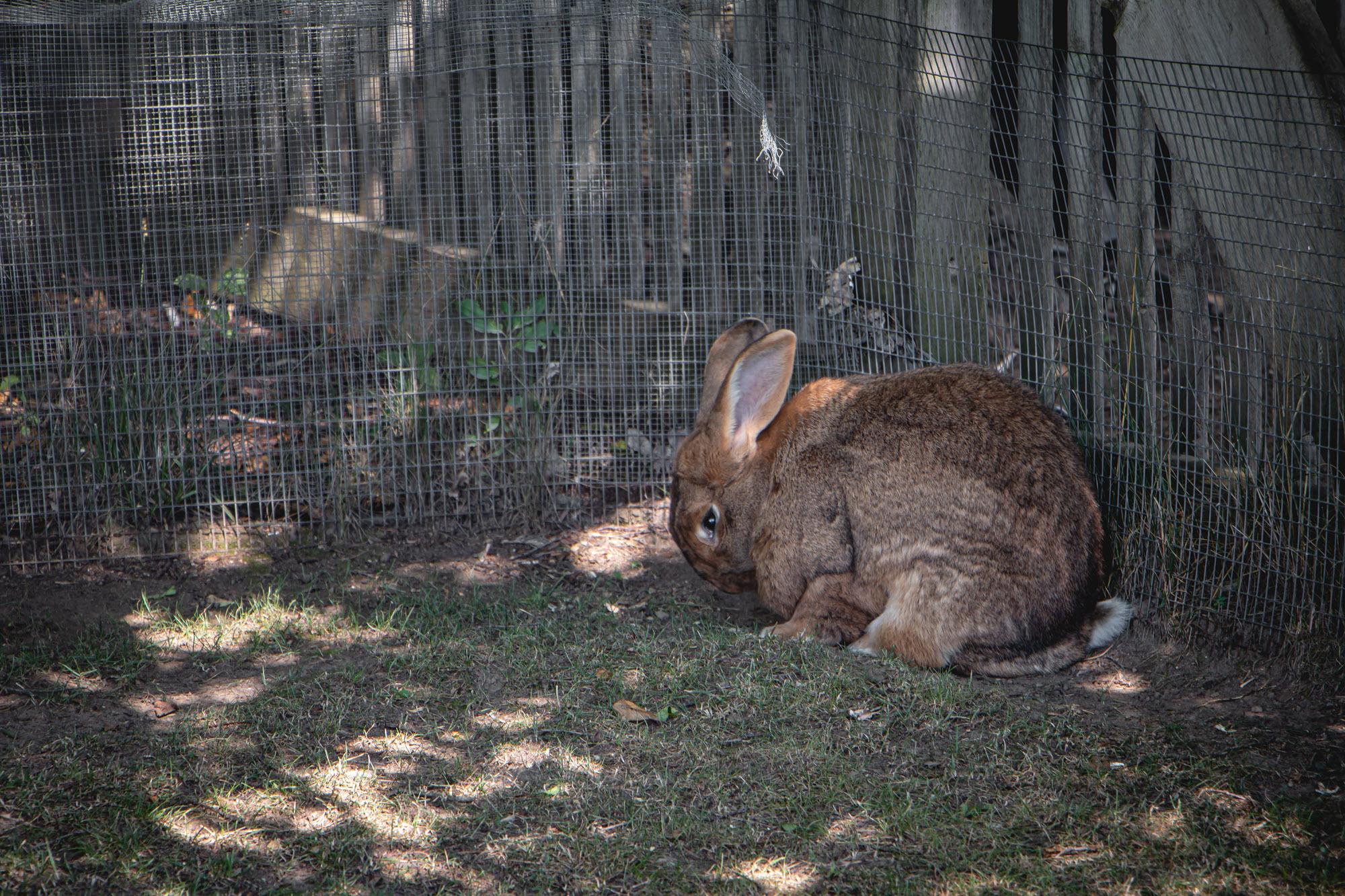 Image shows rabbit in enclosure at African Lion Safari.
