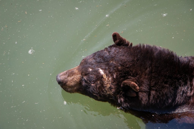 Image shows bear with scars on head at Marineland in Canada as part of Animal Justice investigation