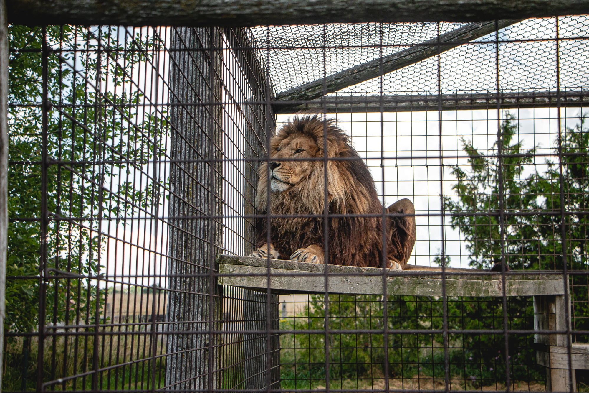 Image shows lion in cage at Bervie Zoo.