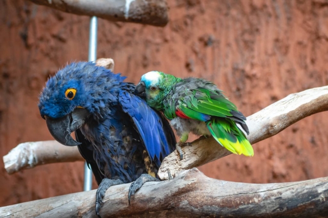 Image shows birds with patchy feathers at Bird Kingdom.