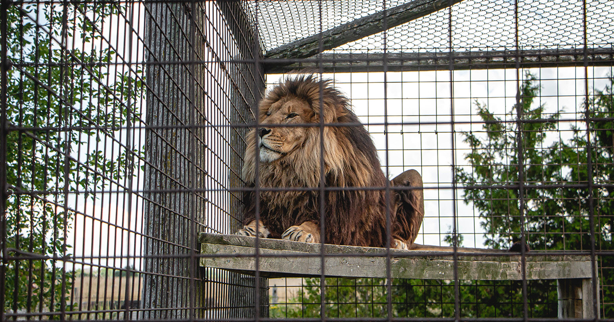 Image shows lion in enclosure