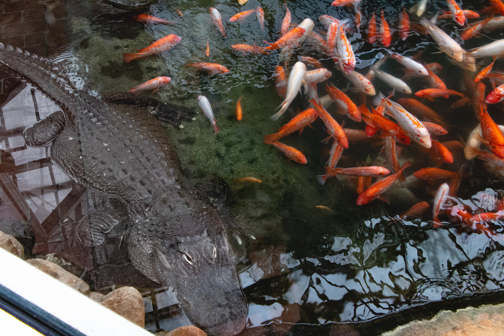 Alligator confined with coy fish at Colasanti's Tropical Gardens.