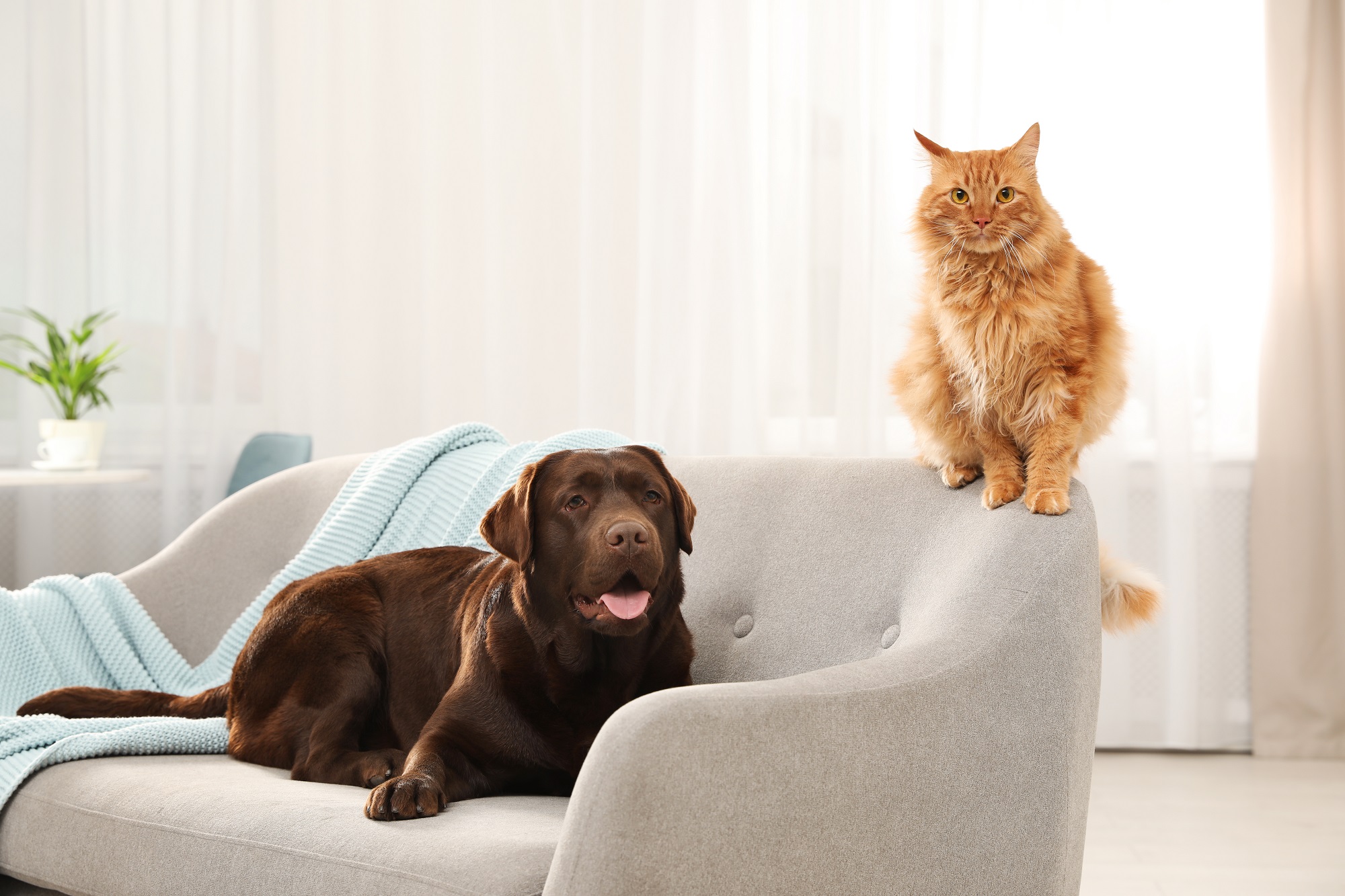 Image shows a cat and dog on a sofa