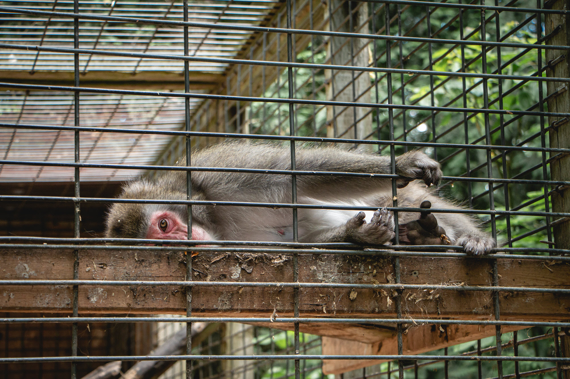 Image shows lethargic monkey at Elmvale Jungle Zoo.