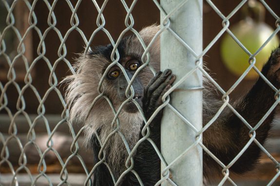 Crisis of Cruelty in Canada's Zoos - Animal Justice