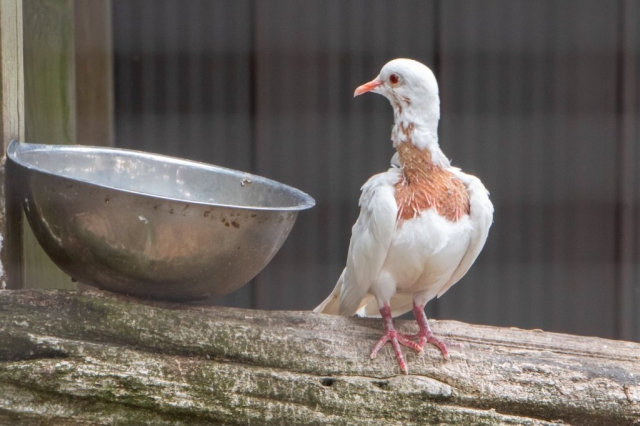 Image shows bird with missing feathers at Greenview Park & Zoo.