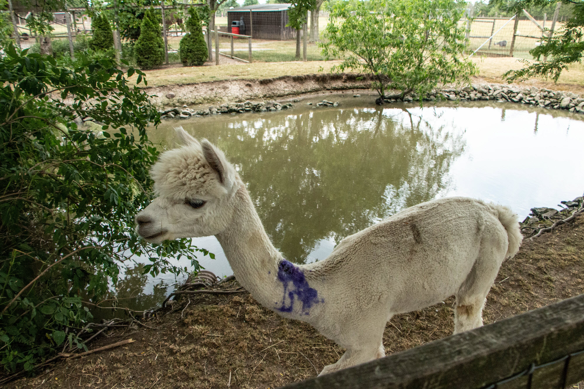 Image shows llama with topical treatment for injuries.