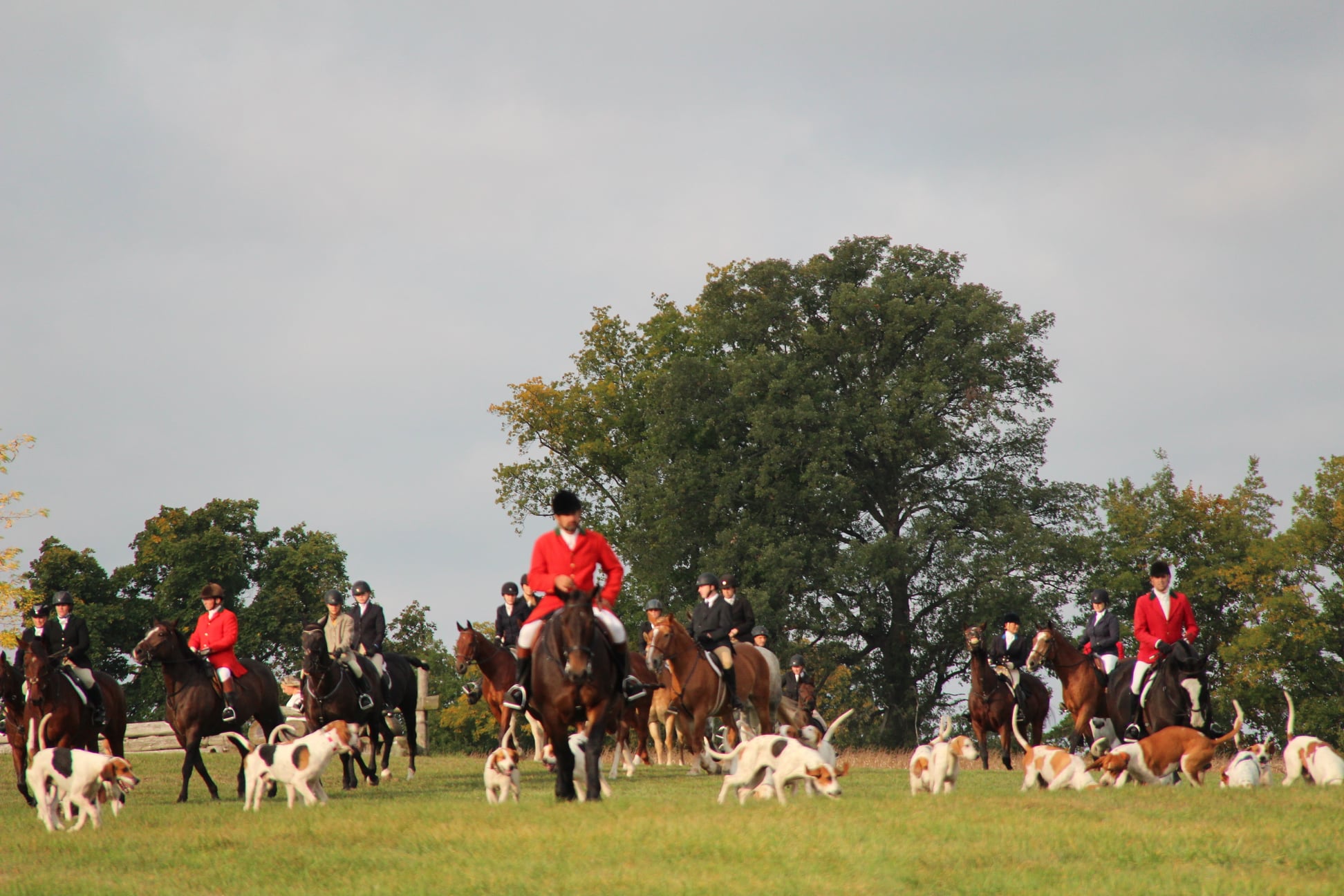 Image shows foxhunters with hounds