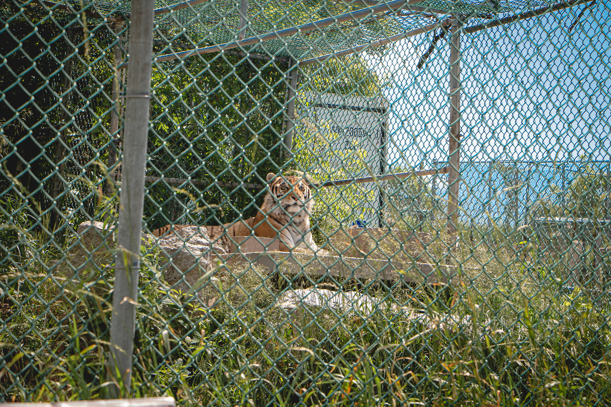 Image shows tiger in enclosure at Jungle Cat World.