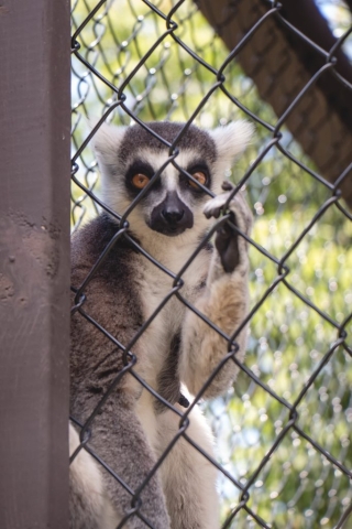 Image shows lemur at Jungle Cat World.