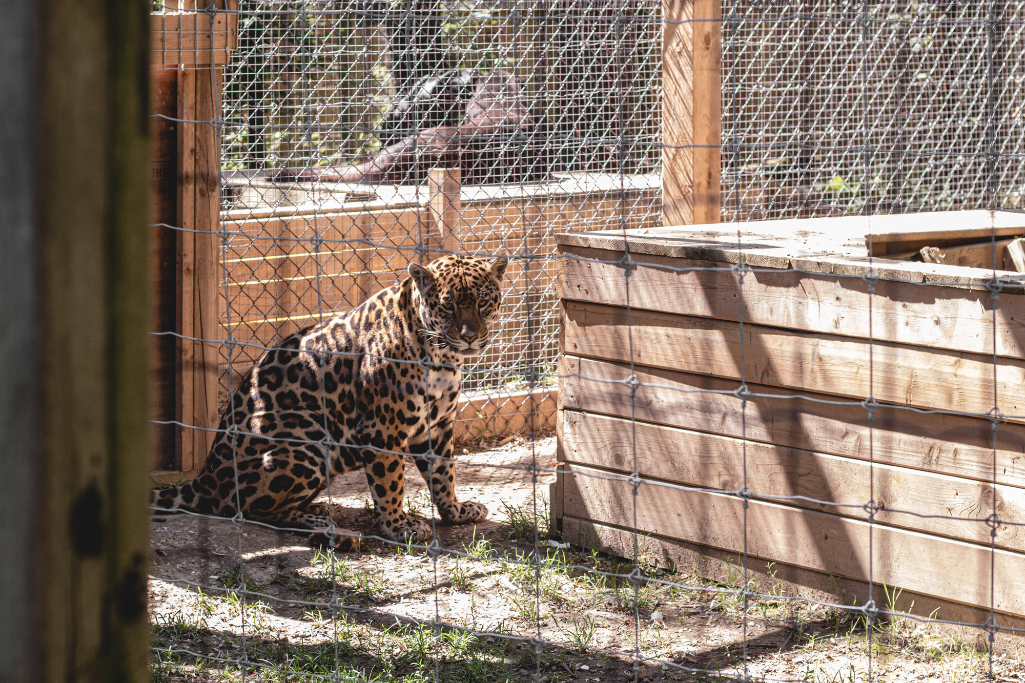 Image shows leopard in cage at Killman Zoo.