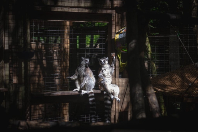 Image shows lemurs in enclosure at Killman Zoo.