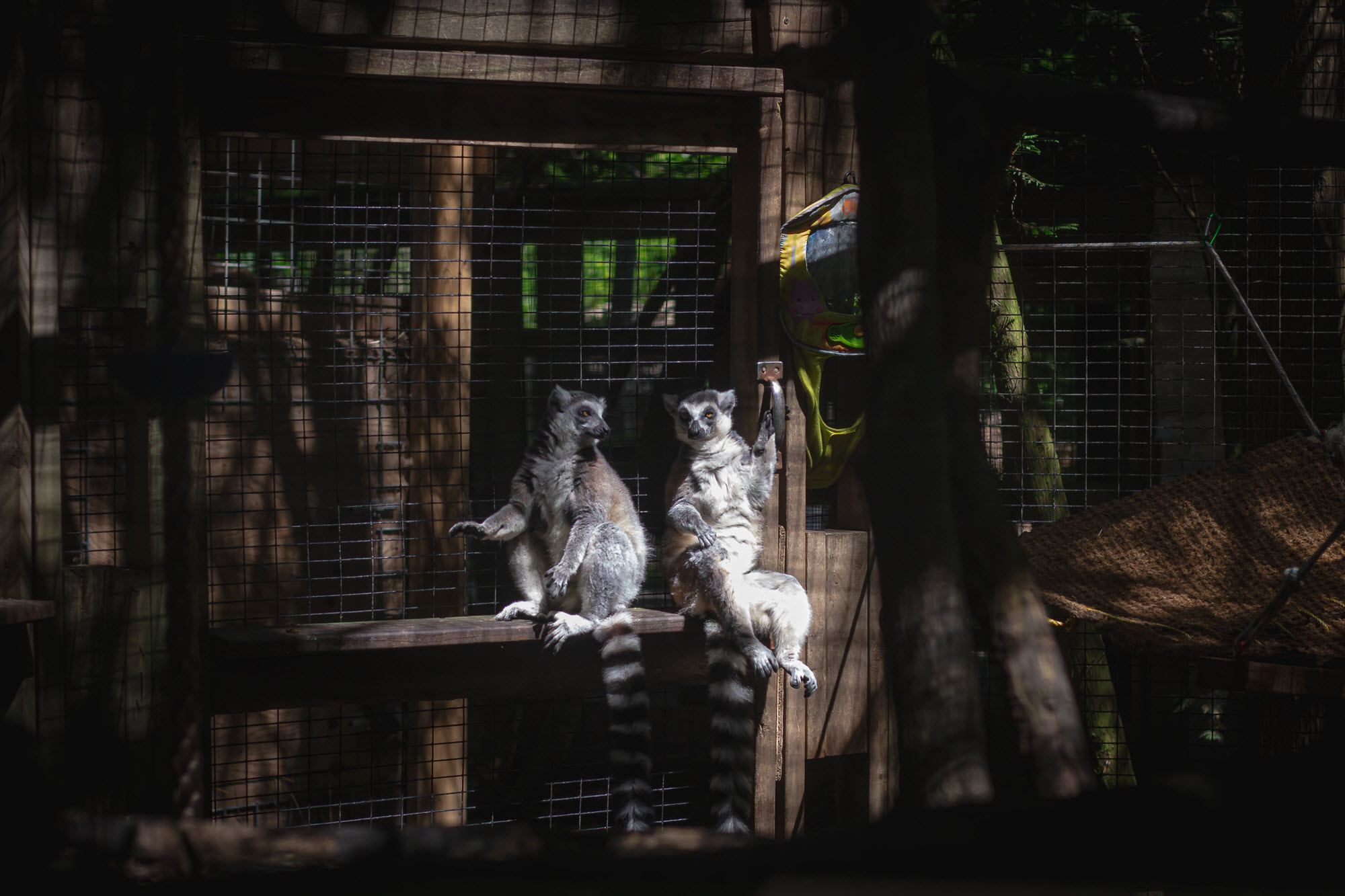 Image shows lemurs in enclosure at Killman Zoo.