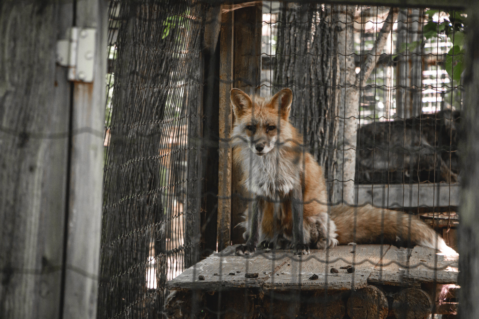 Image shows fox in barren enclosure at Killman Zoo.