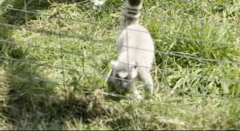 GIF shows lemur escaping fencing at Elmvale Jungle Zoo in Animal Justice exposé.