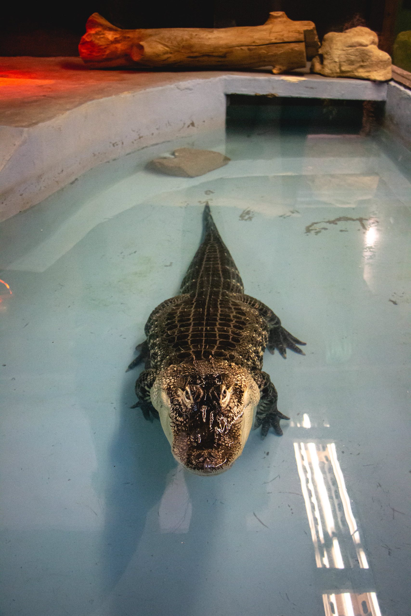 Image shows alligator in pool at Little Rays Nature Centre - Hamilton.