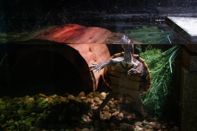 Image shows turtle in tank at Little Rays Nature Centre - Hamilton.