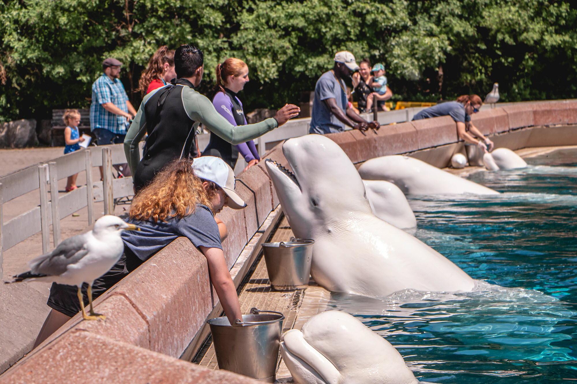 Image shows belugas at Marineland.