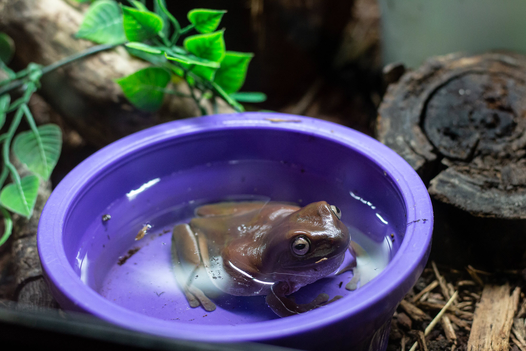 Image shows frog in bowl of water at Northern Exotics.