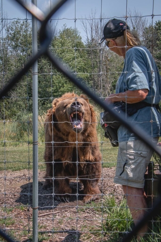 Image shows grizzly bear with handler at Papanack Park Zoo.