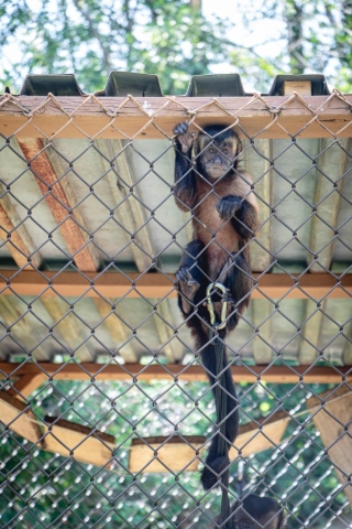 Image shows monkey climbing up fenced enclosure at Papanack Park Zoo.