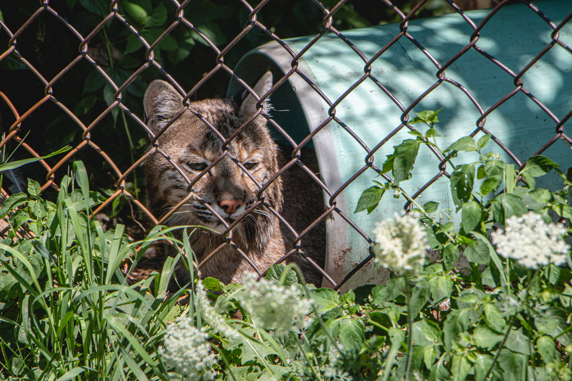 Lynx at Papanack Park Zoo.