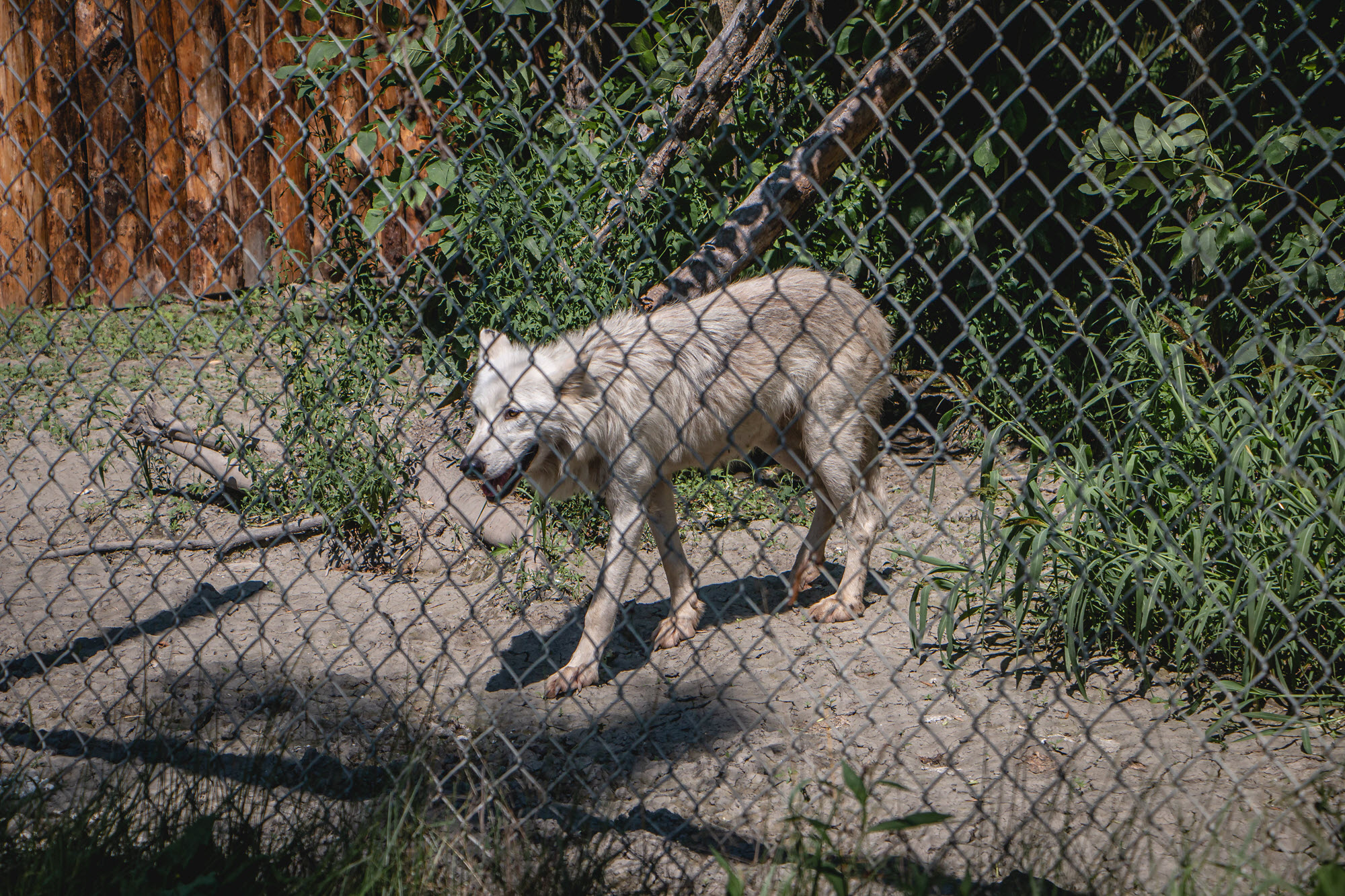 Image shows wolf in enclosure at Papanack Park Zoo.