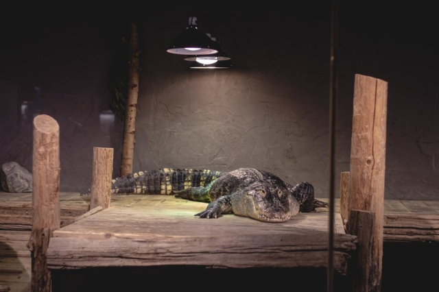 Image shows alligator on wooden deck at Reptilia Vaughan.