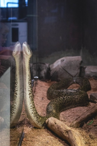 Image shows snake reaching up side of tank at Reptilia Vaughan.