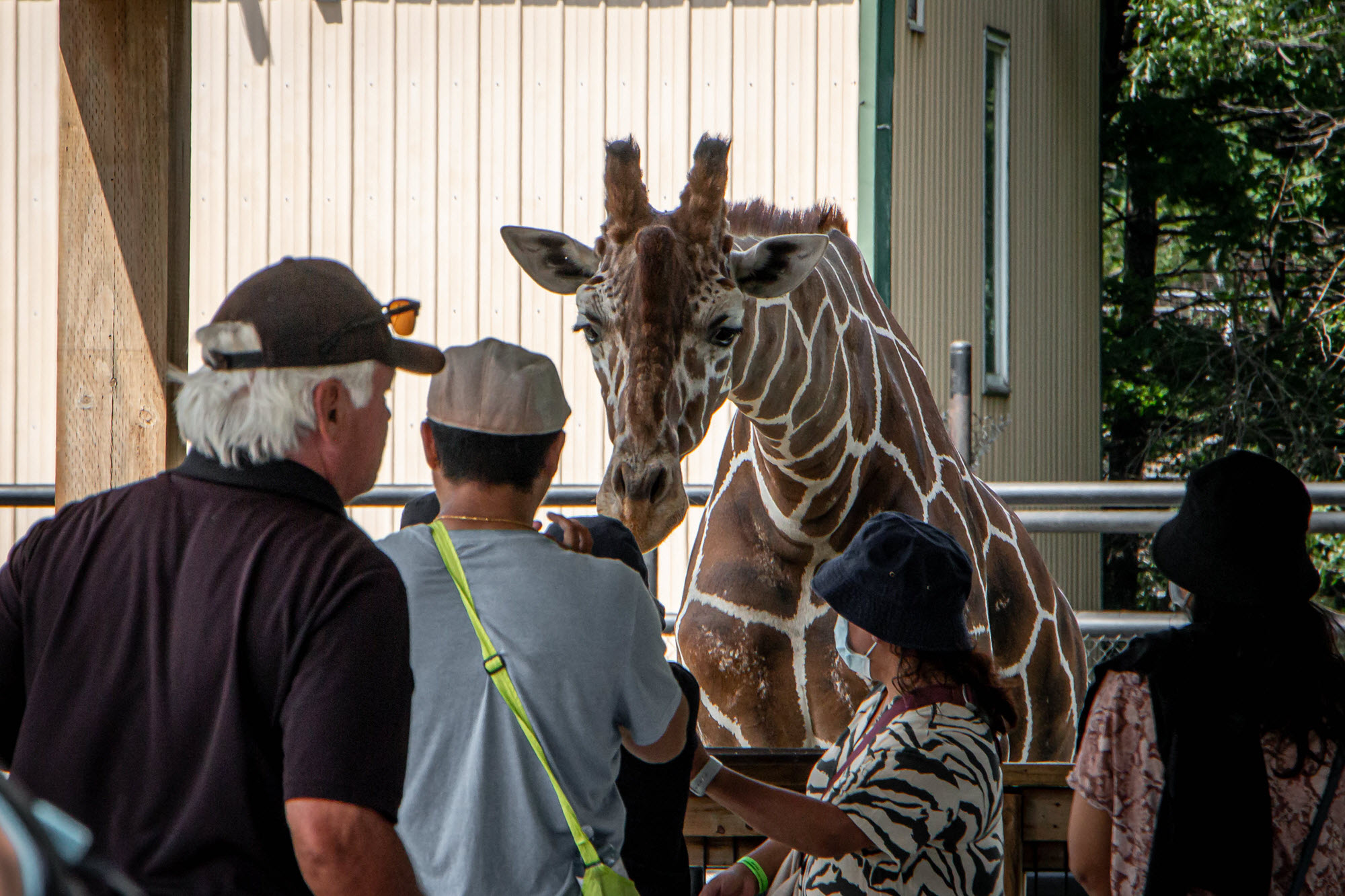 Image shows giraffe at Safari Niagara.